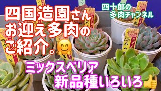 【多肉植物】🌵ミックスベリア 新品種いろいろ🤗　四国造園さんお迎え多肉のご紹介。👍