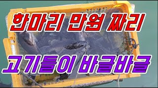 [갑프로] 대일수산좌대 한마리에 만원짜리 고기들이 바글바글 마리수 손맛 완전 좋아 빨리들 오세요.