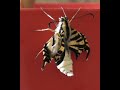 Giant Swallowtail Butterfly