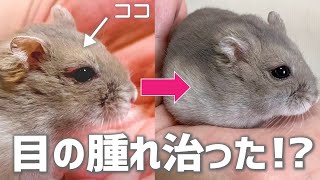 目の病気は治った？治療から１ヶ月の経過をご報告します！【ハムスター】