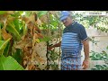 how to plant and grow vanilla നമുക്ക് എങ്ങനെ വാനില നട്ടു വളർത്താം vanilla series part 1..