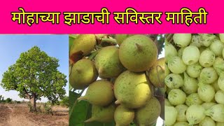 मोहाच्या झाडाची सविस्तर माहिती ( Moha Tree Information )