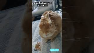 【かわいいうさぎ】うさぎのぴょんた #rabbit #もふもふうさぎ #うさぎ #bunny #癒し #ペット