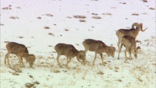 습격 당한 마르코폴로양 (The attacked Marco Polo sheep)