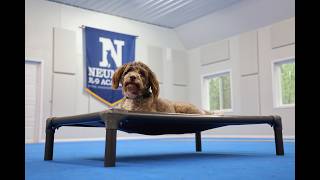 Nia (Aussiedoodle) Boot Camp Dog Training Video Demonstration