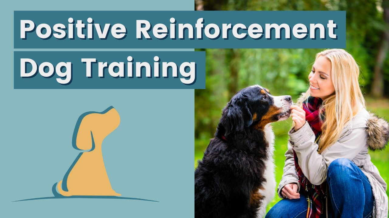 Dog Training Tips Using Positive Reinforcement - YouTube