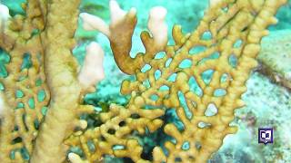 CSRI 2017: Symbiosis in Two Marine Invertebrates