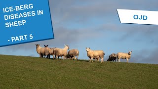 Ice-berg Diseases in Sheep - Ovine Johnes Disease (OJD)