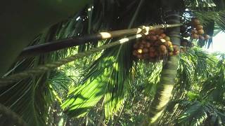 Betel Nut Plucking | Areca Nut Plucking | FPP: first-person perspective | GoPro