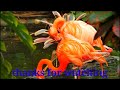 these flamingos have sweet dance moves wild argentina with relaxing music