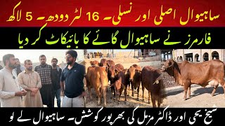 Best 16 liter sahiwal cow For sale II Sahiwal cow boycott by farmers II How to develop Sahiwal cow