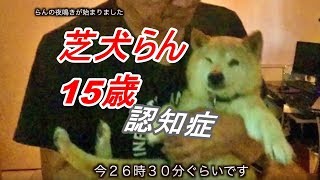 「15歳のシニア柴犬らん」認知症・夜鳴き始まりました