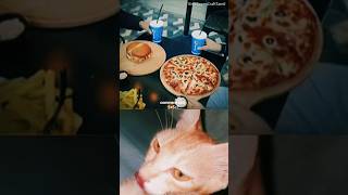 Kitty Reaction 😺 #funny #viral #catvideos #cat #catlover #shorts