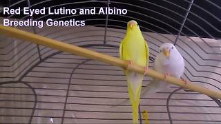 Genetic Inheritance in Breeding Lutino Albino Parakeets (Budgies)