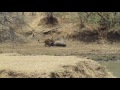 lioness steals waterbuck from crocodile azura selous tanzania