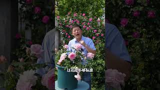 试与芍药夺魁，什么月季这么敢【天狼说月季】