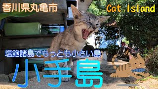 【香川県丸亀市】小手島で猫たちに癒されました【猫島】