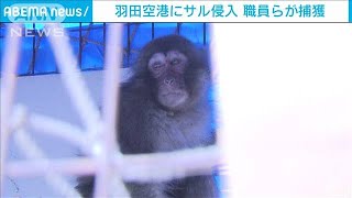 サルが羽田空港の建物に侵入　職員などで捕獲(2021年9月22日)