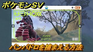 ポケモンＳＶ　バンバドロを捕まえる方法！出現場所は？図鑑No.２７３　ポケモン図鑑を埋めよう！　【スカーレット・バイオレット】