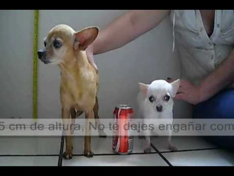 Teacup Chihuahua Lehead Female Micro Puppy Tiny Toy Le Head Regular Chihuahua Vs Teacup Full Grown The Fall Of A Myth