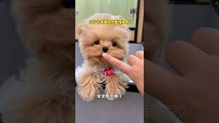 cute puppies funny moment cute overload ❤️#hellomochi #dog #bichon