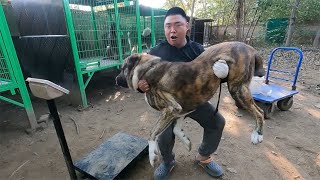 145斤的中亚牧羊犬，生平第一次被公主抱，狗狗浑身都软了