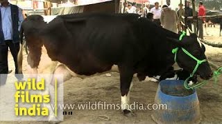 Udders milk-laden and bursting at the seams: fat cow in India!