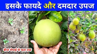 चकोतरा के फायदे और खेती | chakotra ke fayde aur kheti | chakotra ki kheti | pomelo cultivation