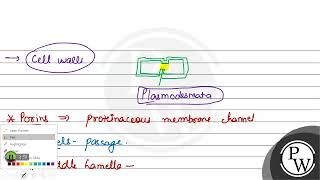 Which of the following is known as cytoplasmic bridge?