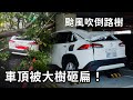 颱風天不只有泡水車？路樹不敵凱米狂風暴雨倒塌，砸中車頂直接壓出一個大凹陷－KIRIKAWA桐川