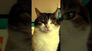 Dr.コター診療所　#ねこ #ねこ動画 #shorts