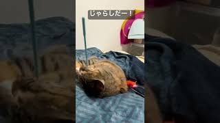 猫じゃらしvsしっぽあやし！勝つのはどっちだ⁉︎ #cat  #猫  #ねこ  #animal  #cute  #猫のいる暮らし #shorts