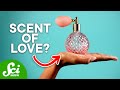How Pheromones Affect Who We're Attracted To