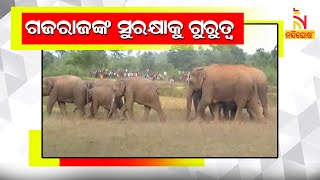 Whatsapp Group For Avoid Man Elephant Conflict | NandighoshaTV