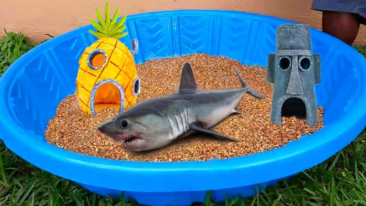 Diy Kiddie Pool Fish Pond Youtube