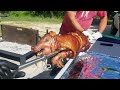 pig roast at a food truck park 1