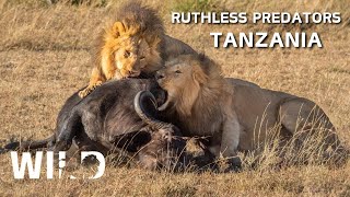 WILD TANZANIA | The Battle for Survival of Skilled Predators | Wildlife Documentaries