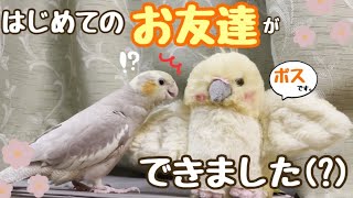 【オカメインコ】自分の化身とご対面！まさかの行動に笑うしかないのですがw　※ラストのおまけも見てね〜！【生後約2ヶ月】【雛】【お迎え10日目】【cockatiel】