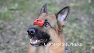 Extreme Trained \u0026 Disciplined German Shepherd Dogs