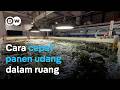 Tambak udang modern Singapura: Di gudang, hemat air, panen lebih cepat dan otomatis! | DW Business