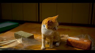 Cats in AINOSHIMA island (相島の猫たち) : RED KOMODO 6K footage × Anno Domini Beats \