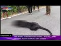 REPORTEDLY  A PANTHER FATALLY STRUCK BY VEHICLE WHILE CROSSING ROAD IN SUNPURA, LOHIT DISTRICT