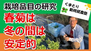 【栽培品目の研究】春菊は冬の間、安定的に売れます