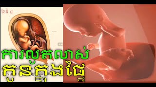 ការវិវឌ្ឍន៍ទារកក្នុងផ្ទៃ development of fetus in pregnancy