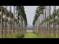 plantatie paulownia cotevisa 2 irigata la 10 zile crestere lenta