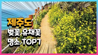 제주도 벚꽃 유채꽃 명소 Top 7