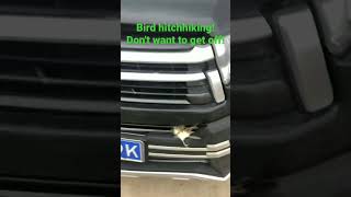 The bird hitchhiking posture is so fascinating!#birds #birds#funny#animal#小鸟#搞笑#动物#搞笑动物