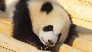 彩浜スペシャル🐼 彩浜生後8か月🐼 屋外で元気いっぱいな彩浜🐼 2019年4月撮影