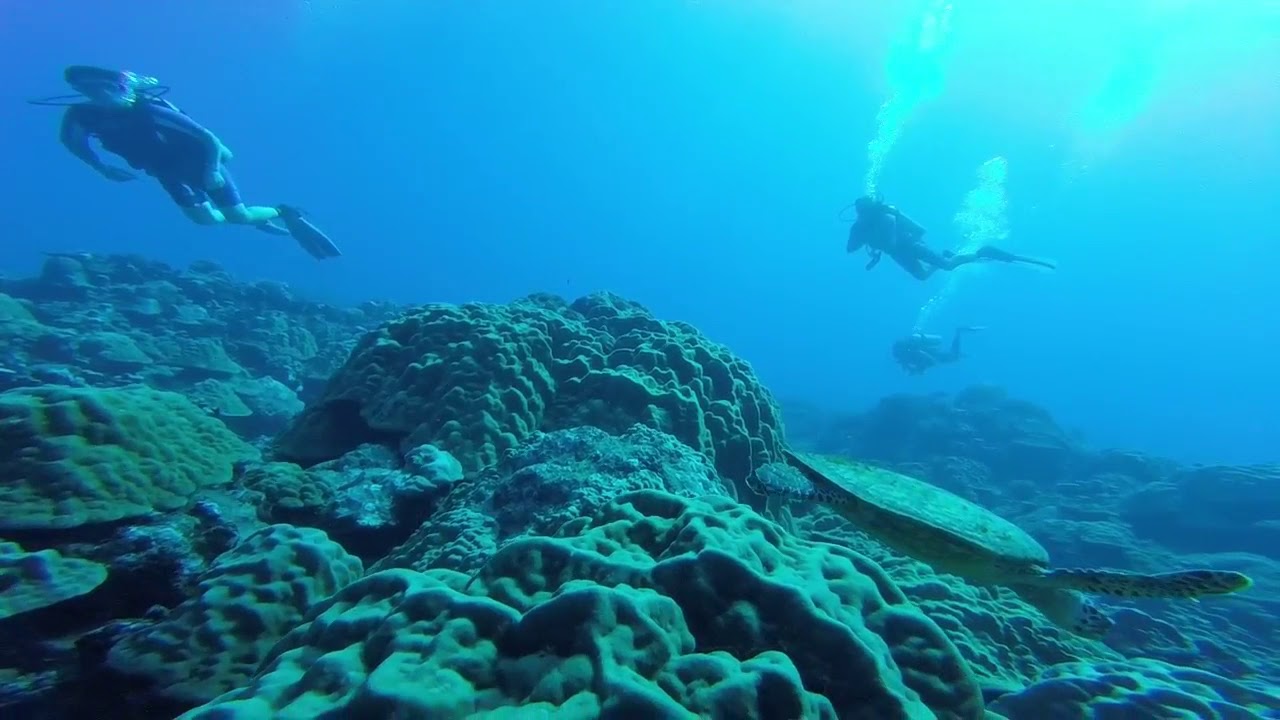 Pacific Divers - YouTube