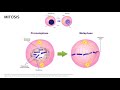 Mitosis